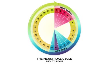 Menstrual Cycle Diagram